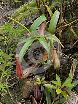 Tropical pitcer plant, species of carnivorous plant