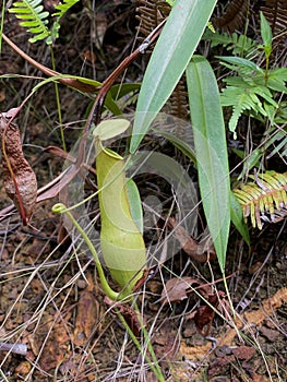 Tropical pitcer plant, species of carnivorous plant