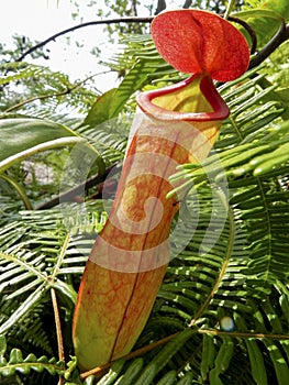 Tropical pitcher, Nepentes, placed on a table