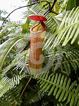 Tropical pitcher, Nepentes, placed on a table