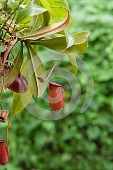 Tropical Pitcher Plant