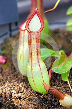 Tropical Pitcher Plant