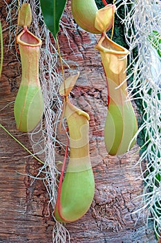 Tropical Pitcher Plant