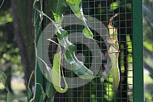 Tropical pitcher plant details photo,Nepenthes mirabilis, Asian species, Introduced species