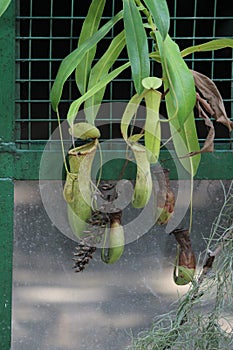 Tropical pitcher plant details photo,Nepenthes mirabilis, Asian species, Introduced species photo