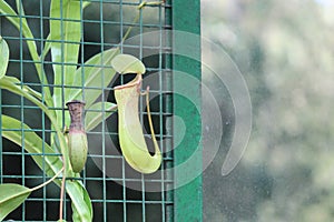 Tropical pitcher plant details photo,Nepenthes mirabilis, Asian species, Introduced species photo