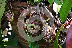 Tropical pitcher plant with many flower cups, carnivorous plant eating insect