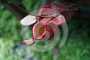 Tropical pitcher plant with many flower cups, carnivorous plant eating insect