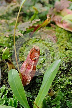 A tropical pitcher plant (monkey cup)