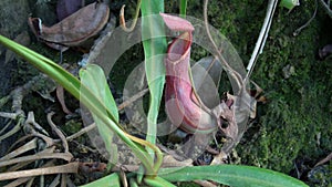 Tropical Pitcher Plant Nepenthes also called as Monkey Cup