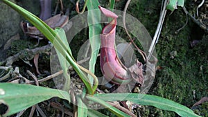Tropical Pitcher Plant Nepenthes also called as Monkey Cup