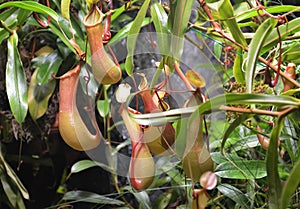 A tropical pitcher plant Nepenthes