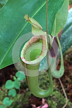 Tropical pitcher plant of Nepenthes family, called tropical pitcher plant or monkey cup, with typical pitcher cup.