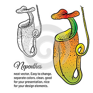 Tropical pitcher plant nepenthes with separate color