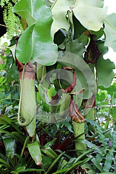 Tropical Pitcher Plant, Nepenthes Truncata