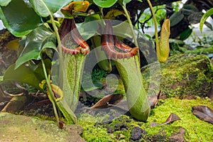 The tropical pitcher plant Nepenthes truncata, a carnivorous plant. Nepenthes truncata is endemic to the Philippines.