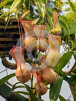 The tropical pitcher plant nepenthes ventricosa, a - plant. Nepenthes ventricosa is endemic to Malaysia and Philippines