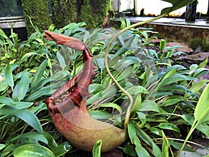 Tropical Pitcher Plant â€˜Alataâ€™ Nepenthes alata, Geflugelte Kannenpflanze or Gefluegelte Kannenpflanze
