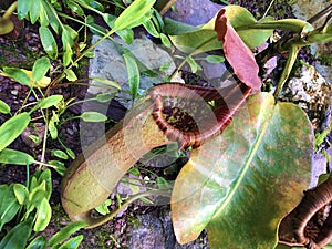 Tropical Pitcher Plant â€˜Alataâ€™ Nepenthes alata, Geflugelte Kannenpflanze or Gefluegelte Kannenpflanze