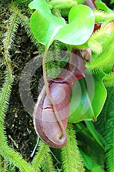 Tropical pitcher plants