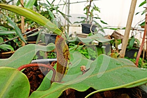 Tropical pitcher plants or monkey cups, a carnivorous plants