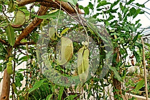 Tropical pitcher plants or monkey cups, a carnivorous plants