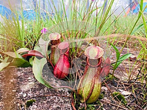 Tropical pitcher plants or monkey cups in forest