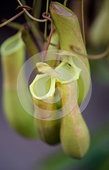 Tropical pitcher plants,Nepenthes or Monkey cups