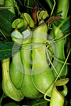 Tropical pitchers plant