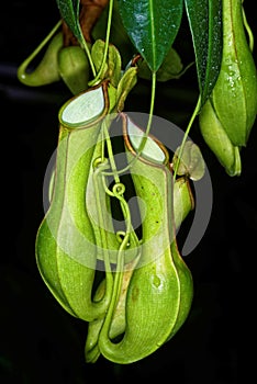 Tropical pitchers plant