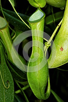 Tropical pitchers plant