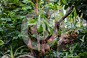 tropical pitchers plants / Nepenthes