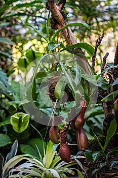 Tropical pitchers plants / Nepenthes