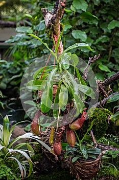 Tropical pitchers plants / Nepenthes