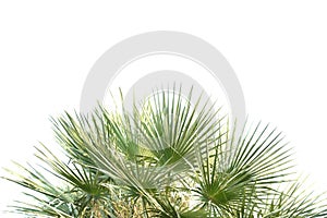 Tropical plam leaves on white isolated background