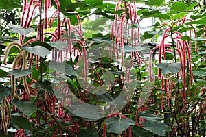 Acalypha hispida