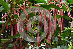 Acalypha hispida