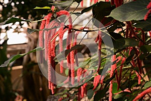 Acalypha hispida