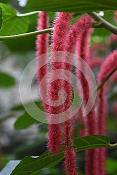 Acalypha hispida