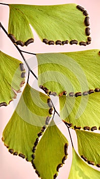 tropical plant Adiantum capillus veneris photo
