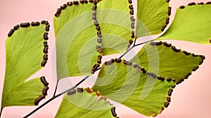 tropical plant Adiantum capillus veneris photo