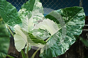 Tropical plant, Alocasia macrorrhizos in the garden,