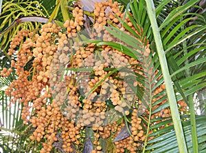Tropical plant Areca palm