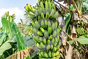 tropical plant banana tree