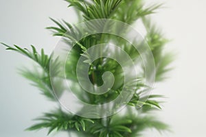 Tropical plant behind frosted glass. Abstract botanical background with green foliage. Asian indoor garden with palm tree