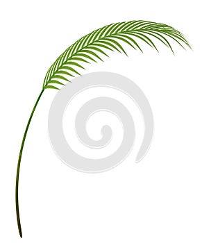 Tropical plant branch