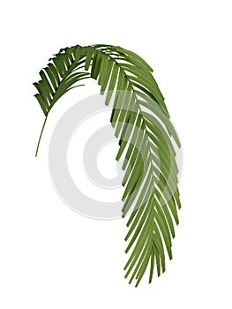 Tropical plant branch