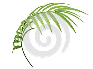 Tropical plant branch