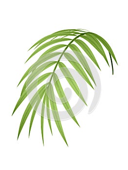 Tropical plant branch