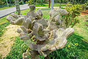 Tropical plant cactus